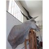 Image 5 : Shoulder Mount Eland- 24"L X 13"Bases