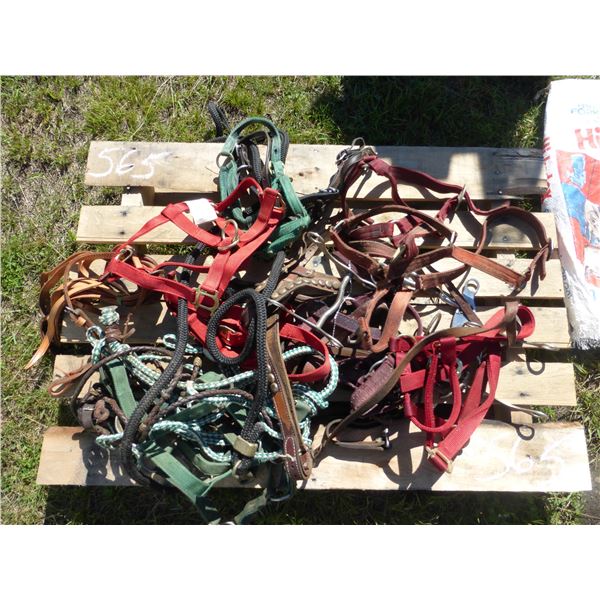 Assrt. Horse Bridles