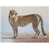 Image 2 : Original Painting, Leopard Wildlife, Signed Brian Scott-Dawkins, Framed 32"x24"