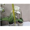 Image 21 : Qty 4 Potted Artificial Flower Plants: Orchids, Berries, Ferns, etc