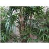Image 8 : Qty 4 Tall Artificial Potted Fern Trees Approx. 72"H