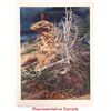 Image 1 : Bev Doolittle, Ten Prints: Prayer for the Wild Things [139918]