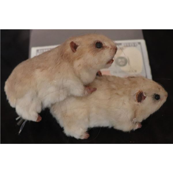 NUTTY PROFESSOR THE ANIMATRONIC HUMPING HAMSTERS PAIR