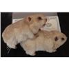 Image 1 : NUTTY PROFESSOR THE ANIMATRONIC HUMPING HAMSTERS PAIR