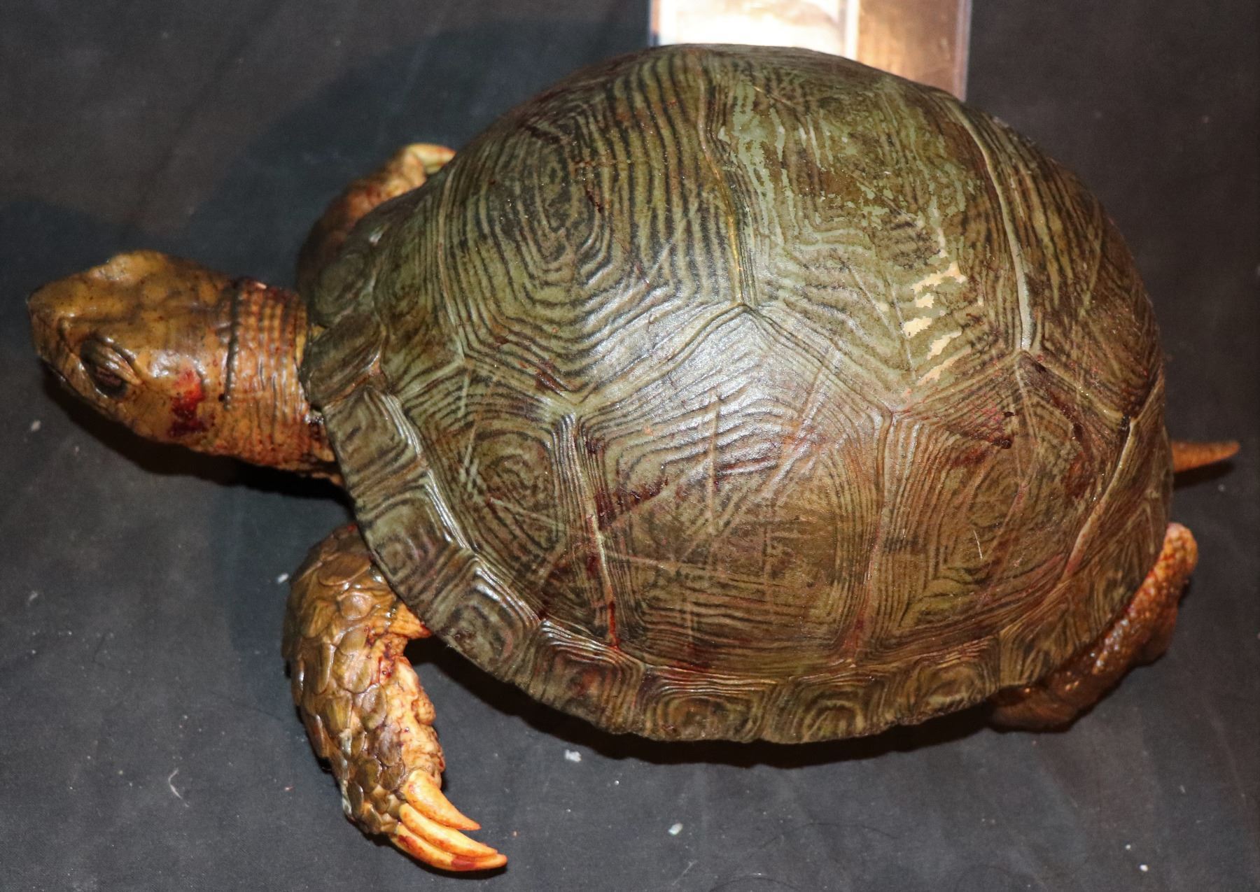 AUTOPSY TURTLE SCREEN USED HERO SILICONE WITH RESIN SHELL INCREDIBLY ...