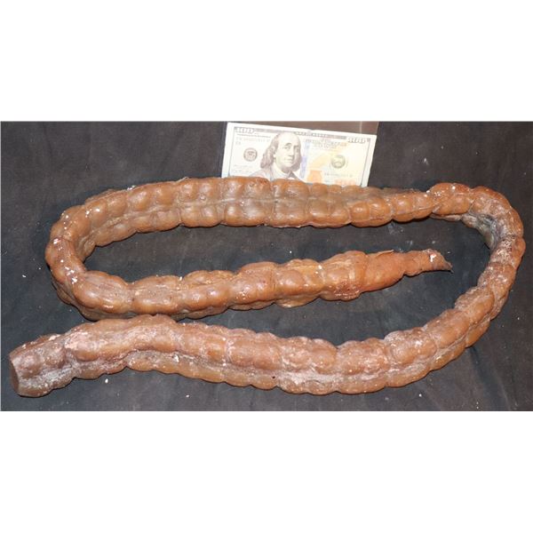 ZZ-CLEARANCE SILICONE LARGE INTESTINE ENTRAILS GUTS