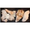 Image 1 : FOX OR COYOTE HEAD TAIL AND FUR BITS REAL TAXIDERMY
