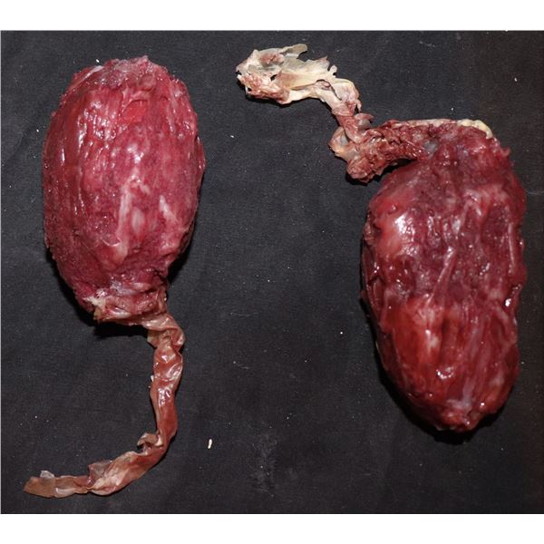 SEVERED SILICONE TESTICLES THAT SQUIRT BLOOD