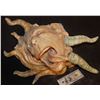 Image 1 : MUTANT ALIEN TENTACLE HEAD CREATURE OOAK ART PIECE