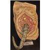 Image 1 : MUTANT ALIEN DEMON VAGINA MONSTER WITH TENTACLE APPLIANCE