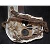 Image 2 : INDIANA JONES AND THE KINGDOM OF THE CRYSTAL SKULL NATIVE SKULL MASK