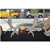 Image 1 : LARGE MOOSE ANTLERS (43")