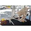 Image 2 : LARGE MOOSE ANTLERS (43")