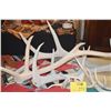 Image 3 : ASSORTED ANTLERS (7 PCS)