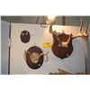 Image 1 : MOUNTED ANTLERS (3 PCS)