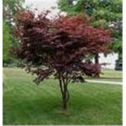 Japanese Maple Tree