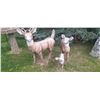 Image 2 : Outdoor Deer Statues Very Heavy Male Deer 45"Tall X 38"Long Female Deer 31"Tall X 30"Long
