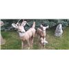 Image 3 : Outdoor Deer Statues Very Heavy Male Deer 45"Tall X 38"Long Female Deer 31"Tall X 30"Long