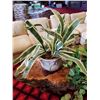 Image 2 : Two Artificial Plants 32" Tall X 38" Wide ---- 20" Tall X 30" Wide