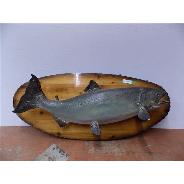 *Taxidermied Salmon on 46” Plaque