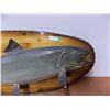 Image 3 : *Taxidermied Salmon on 46” Plaque