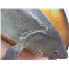 Image 4 : *Taxidermied Salmon on 46” Plaque