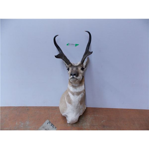 *Taxidermied Antelope