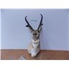Image 1 : *Taxidermied Antelope
