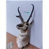 Image 2 : *Taxidermied Antelope