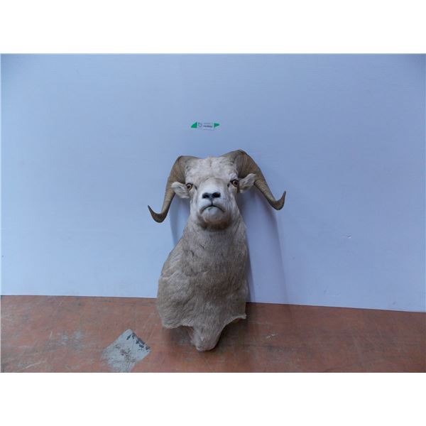 *Taxidermied Bighorn Sheep