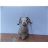 Image 1 : *Taxidermied Bighorn Sheep