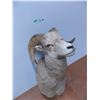 Image 2 : *Taxidermied Bighorn Sheep