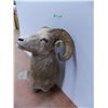 Image 3 : *Taxidermied Bighorn Sheep