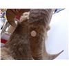 Image 5 : *Taxidermied Bighorn Sheep