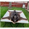 Image 1 : *Black Silver-Tip Timber Wolf Head Mount floor rug / 79” Long x 61” Wide (comes with Permit)