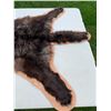 Image 7 : *Black Silver-Tip Timber Wolf Head Mount floor rug / 79” Long x 61” Wide (comes with Permit)
