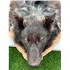 Image 9 : *Black Silver-Tip Timber Wolf Head Mount floor rug / 79” Long x 61” Wide (comes with Permit)