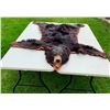 Image 1 : *Black Bear Head Mount floor rug / 62” Long x 64” Wide (comes with Permit)