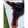 Image 5 : *Black Bear Head Mount floor rug / 62” Long x 64” Wide (comes with Permit)