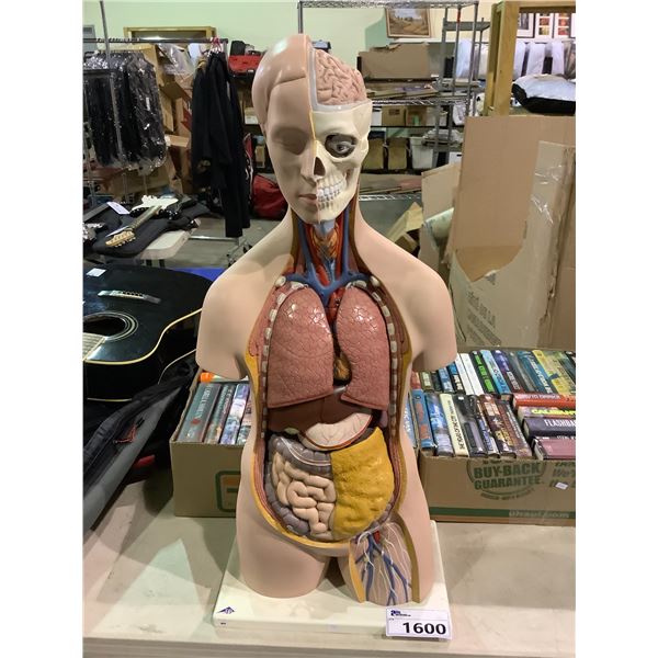 3B SCIENTIFIC B09 PLASTIC 12 PART CLASSIC UNISEX HUMAN TORSO MODEL, 9.8  LENGTH X 15  WIDTH