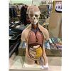 Image 1 : 3B SCIENTIFIC B09 PLASTIC 12 PART CLASSIC UNISEX HUMAN TORSO MODEL, 9.8" LENGTH X 15" WIDTH