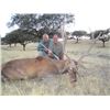 Image 1 : Spain – 8 Day – Spanish Red Deer Hunt for One Hunter