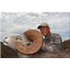 Image 1 : Four North American Wild Sheep for One Hunter