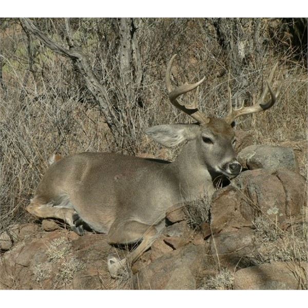 *Mexico – 6 Day – Coues Deer Hunt for One Hunter
