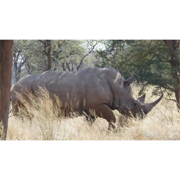 South Africa – 7 Days - White Rhino Hunt for One Hunter and One Non-hunter