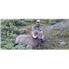 Image 2 : Alberta - 10 Day- Rocky Mountain Big Horn Sheep Hunt for One Hunter
