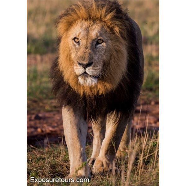 14 Day – African Lion Hunt for One Hunter