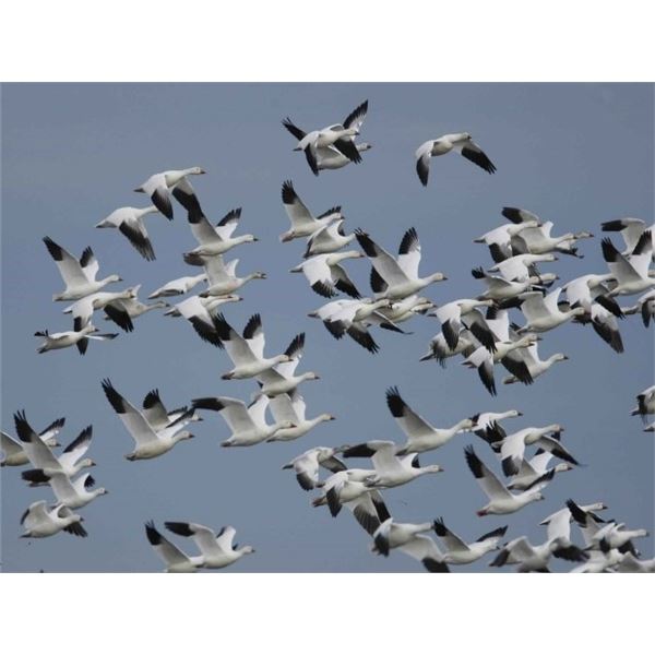 *Saskatchewan – 5 Day – Waterfowl Hunt Trip for Two Hunters