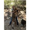 Image 1 : *Arizona - 5 Day Mountain Lion Hunt for One Hunter