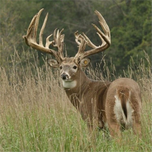 *Indiana - 3 Day Whitetail Deer Hunt for one Hunter